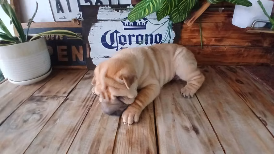 Vive La Experiencia Sharpei