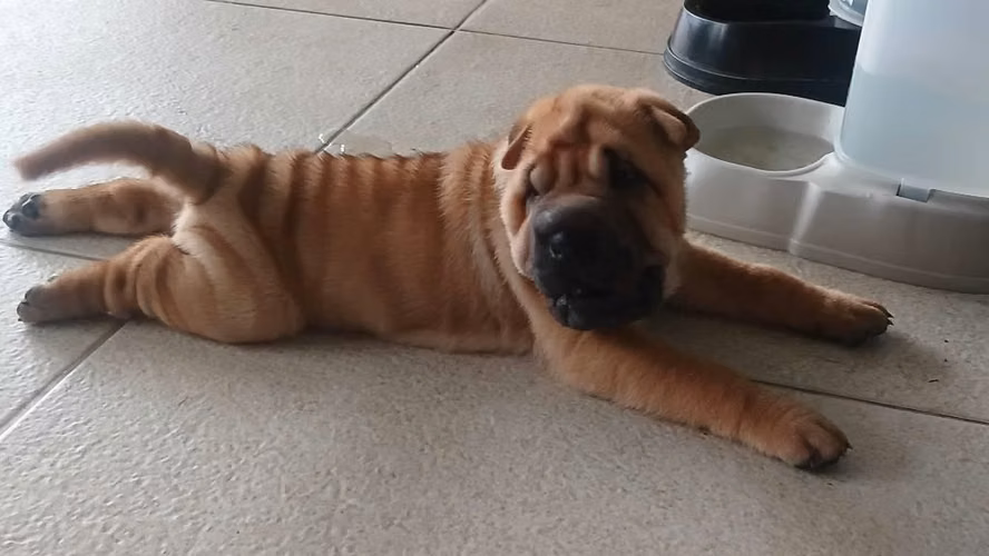 Vive La Experiencia Sharpei