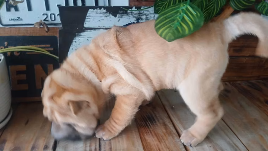 Vive La Experiencia Sharpei