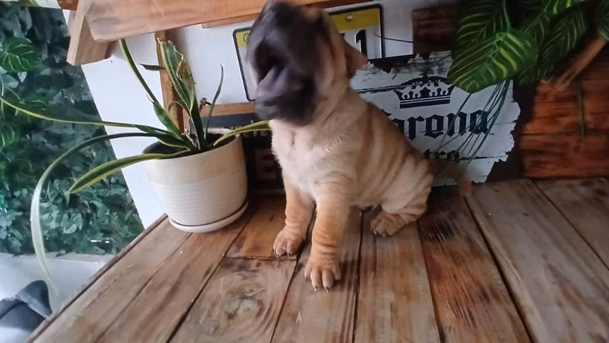 Vive La Experiencia Sharpei