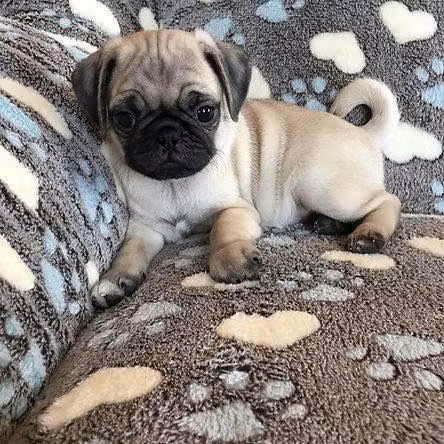 PUG MACHO