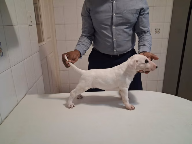 ¡ESPECTACULARES CACHORROS BULL TERRIER INGLÉS EN VENTA!