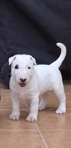¡ESPECTACULARES CACHORROS BULL TERRIER INGLÉS EN VENTA! - Imagen 2
