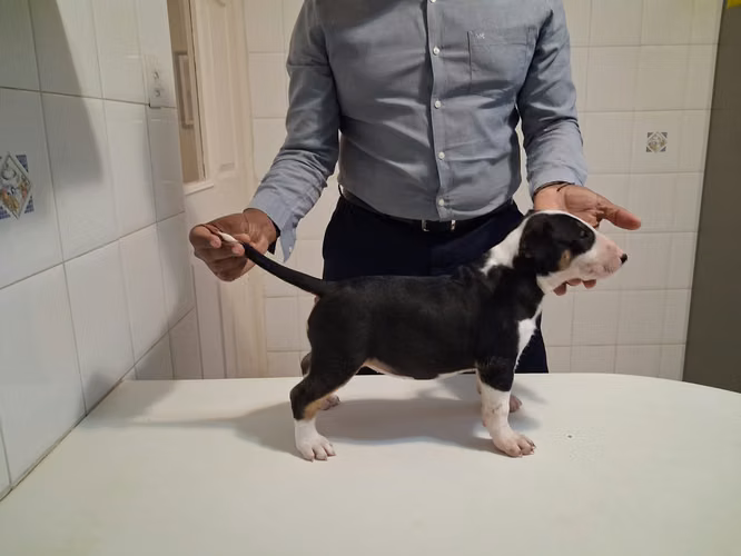 SPECTACULAR ENGLISH BULL TERRIER PUPPIES FOR SALE!