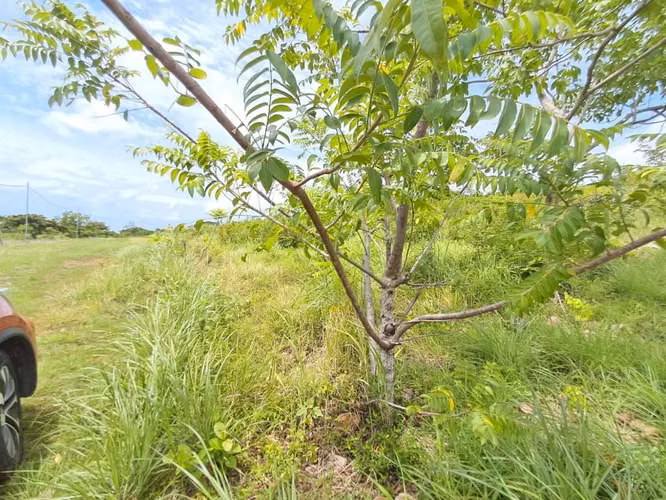 Terreno  Venta en Punta Barco