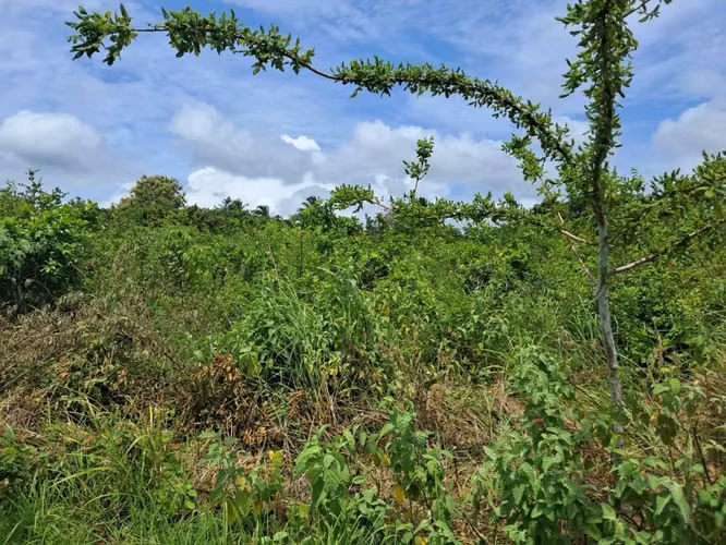 Terreno  Venta en Punta Barco