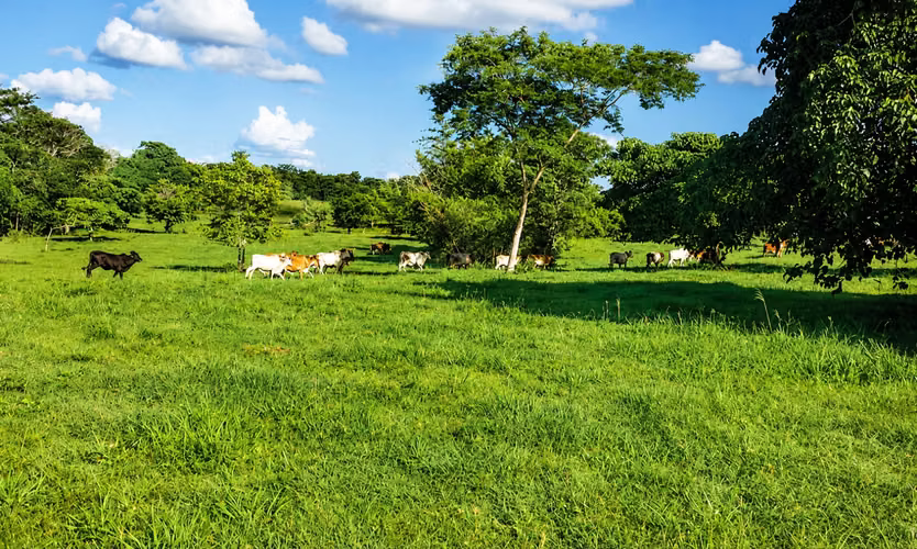 Venta de Finca en Sajalices, Chame, 605 hectáreas, con frente a la via interamericana
