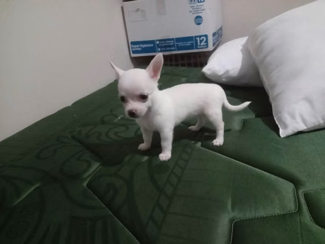 Chihuahua hembra - Imagen 1