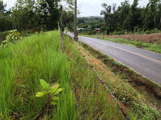 Vendo lote en sanguenga chorrera - Imagen 5