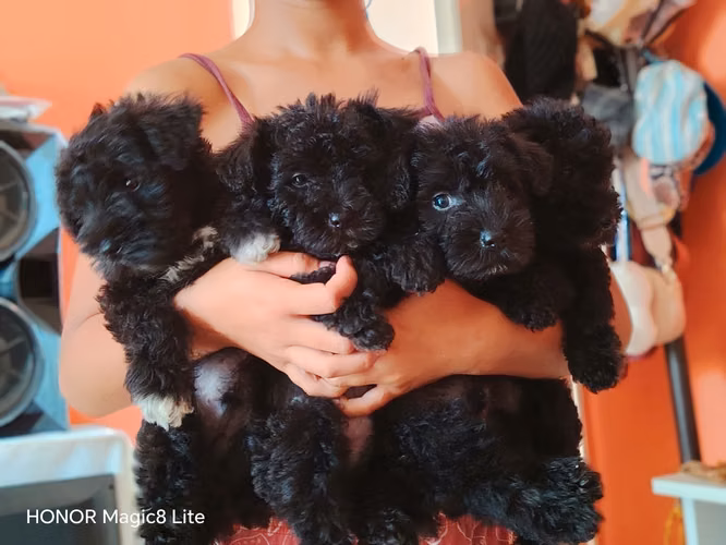 Se vende 2 mini schnauzer de dos meses - Imagen 2