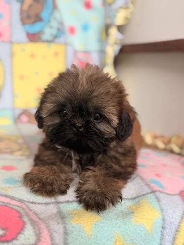 Shih tzu - Imagen 2