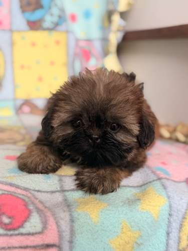 Shih tzu - Imagen 3