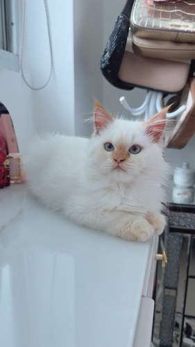 Beautiful Piss Cats Available