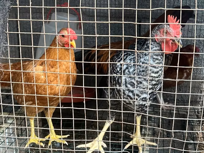 Pollos gallos pollitos