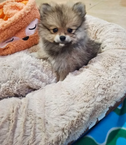 Pomeranias - Imagen 3