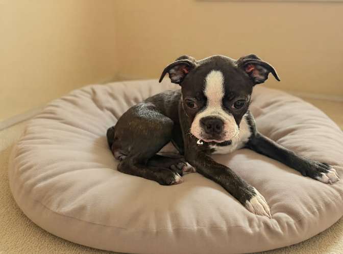 BOSTON TERRIER