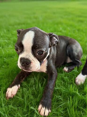 BOSTON TERRIER