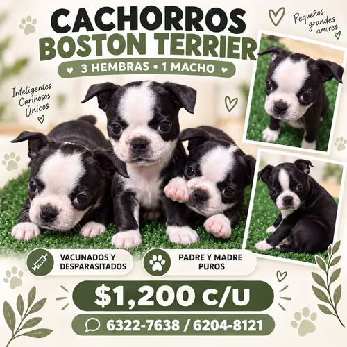 BOSTON TERRIER