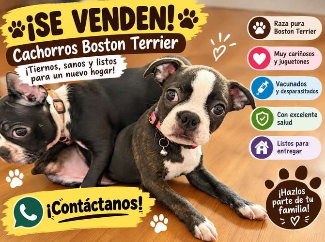 BOSTON TERRIER
