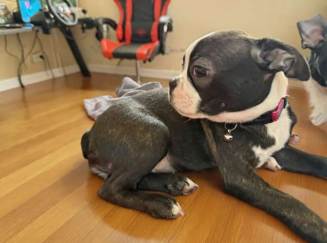 BOSTON TERRIER