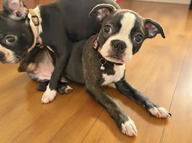 BOSTON TERRIER