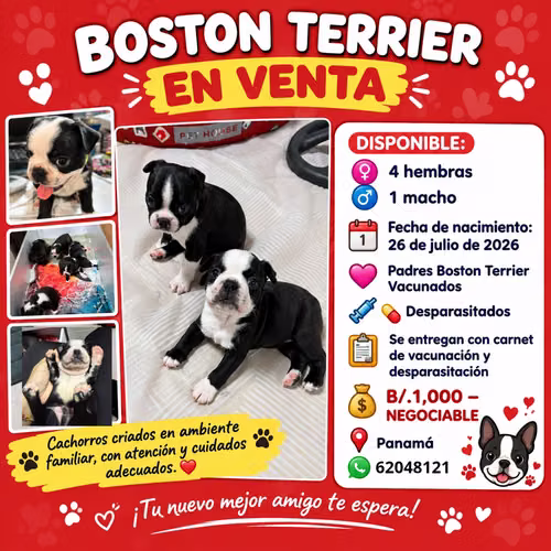 BOSTON TERRIER