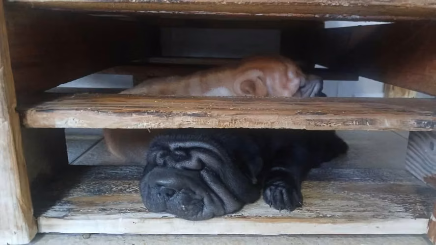Hermoso Sharpei