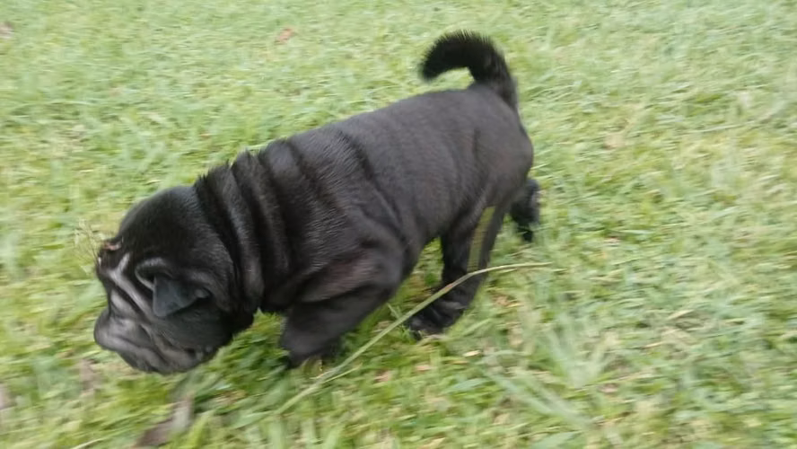 Hermoso Sharpei