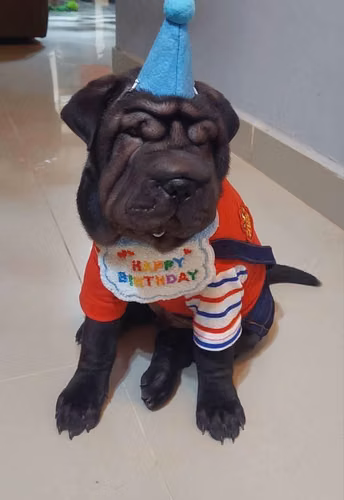 Hermoso Sharpei