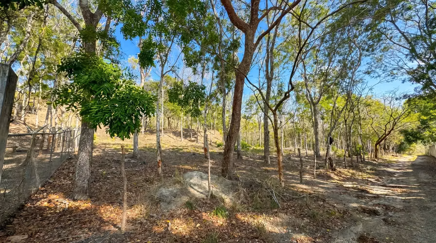 ¡Reducción de precio! 17+ Acres Reforestados con Frente al Río- San Carlos - Imagen 12