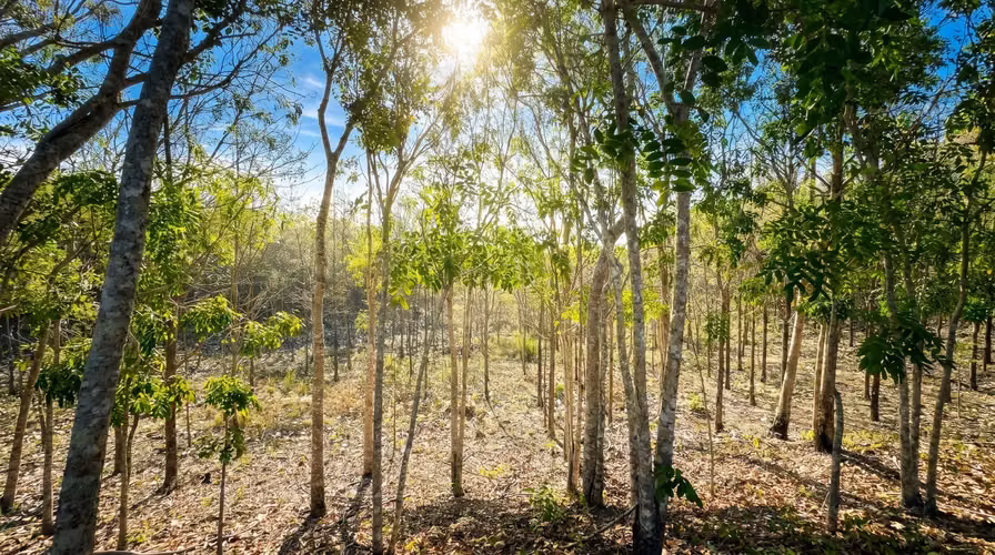 ¡Reducción de precio! 17+ Acres Reforestados con Frente al Río- San Carlos - Imagen 13