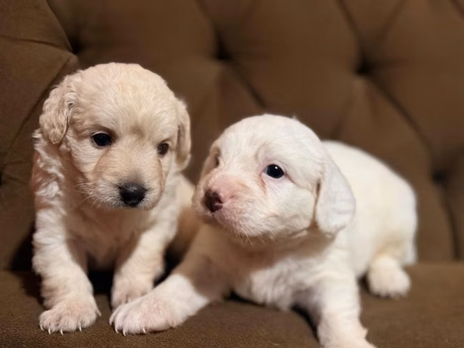 Hermosos machos maltipoo con su tarjeta