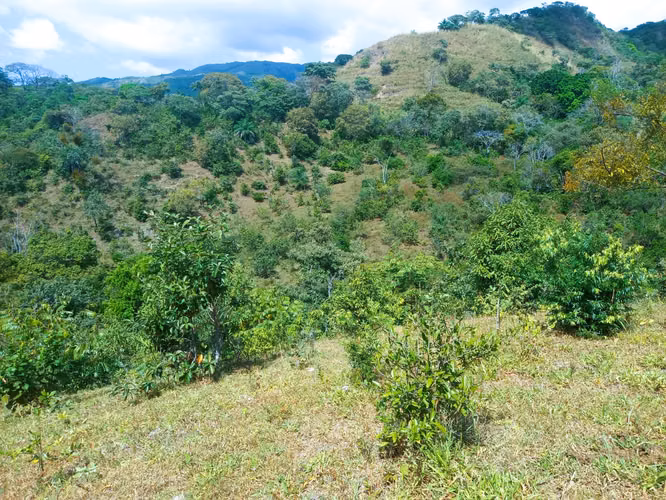 VENDO HERMOSA FINCA EN CALOBRE DE 55 HECTÁREAS EN CALOBRE