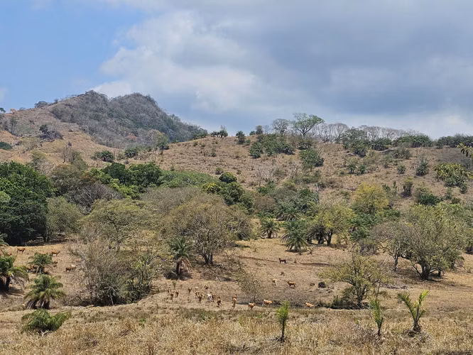 Se Vende Finca de 4 hectáreas en Capira, Cermeño (DR) - Imagen 6