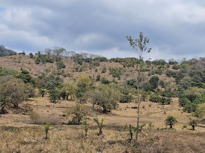 Se Vende Finca de 4 hectáreas en Capira, Cermeño (DR) - Imagen 7