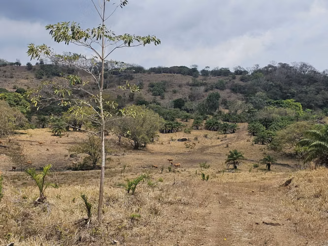 Se Vende Finca de 4 hectáreas en Capira, Cermeño (DR) - Imagen 3