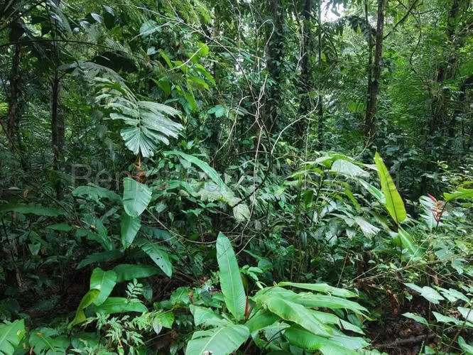 Terreno En Venta En La Pintada YM
