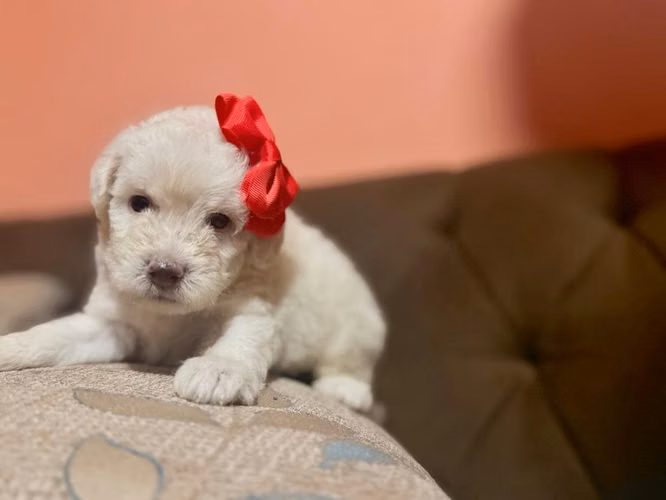 Hermosa hembra maltipoo mini toy con su tarjeta - Imagen 5