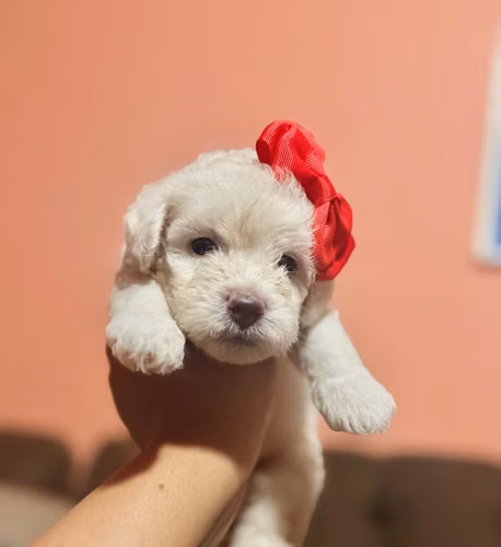 Hermosa hembra maltipoo mini toy con su tarjeta - Imagen 2