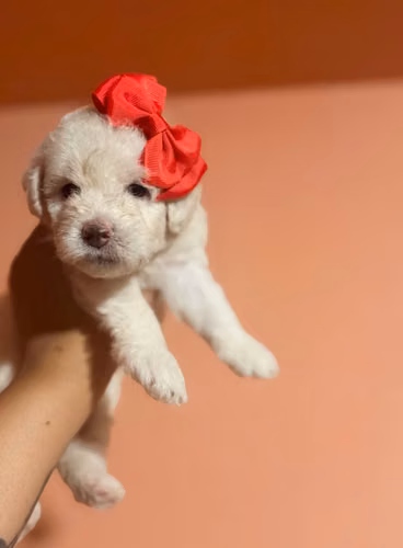 Hermosa hembra maltipoo mini toy con su tarjeta - Imagen 3