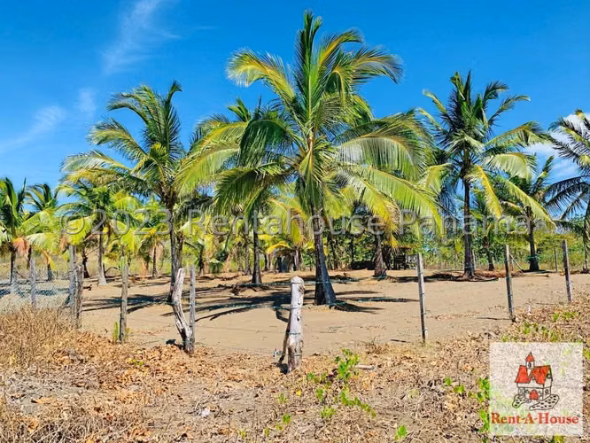 INVERSIONISTA VENDO Terreno Cambutal,  Tonosi, 77 Hectareas - Imagen 16