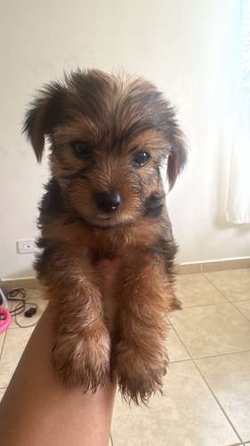 Yorkshire Terrier macho
