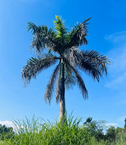 Venta de Terreno en Pacora Utive