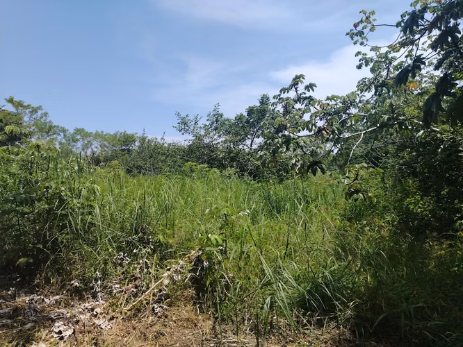 Lote económico campestre en el Hatillo de San Carlos subiendo al Valle - Imagen 7