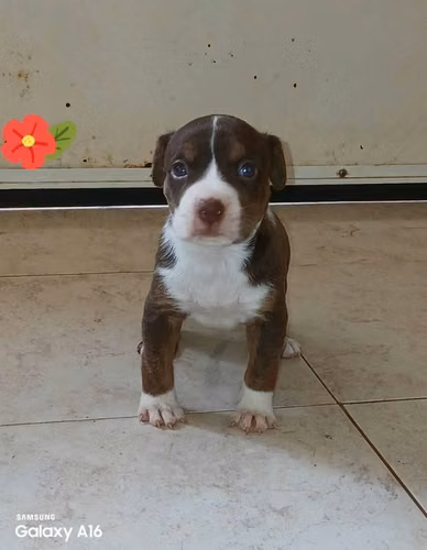 Pitbull - Imagen 6