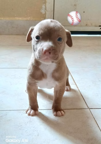 Pitbull - Imagen 4