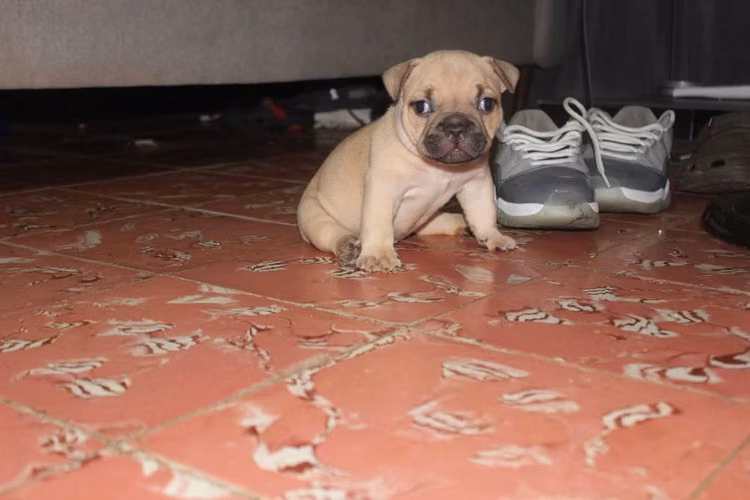 Se vende american bully hembra