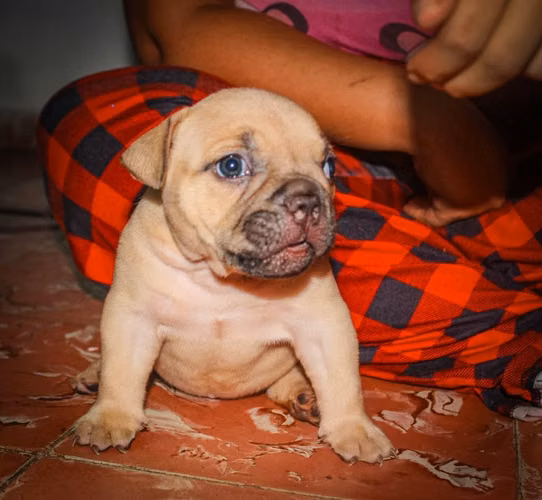 Se vende american bully hembra
