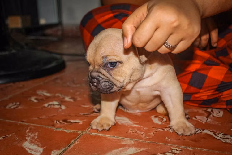 Se vende american bully hembra