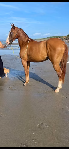 Caballo capón 2 años y medio